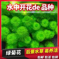 Водяная установка для аквариума, настоящая зеленая хризантема, зеленое растение, оксигенация, вода с видом сзади, без требуется углекислым газом, оптовая продажа с фабрики ландшафтного дизайна ленивого аквариума