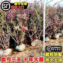 ش{ݮ玧ͺYϷNֲԵͥԺ{ݮ