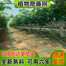 ֲ��Ϲ����پW�����W�ϾW�i߅��������ǽz�Ϲ��V���ܷNֲ��Ԯ�W