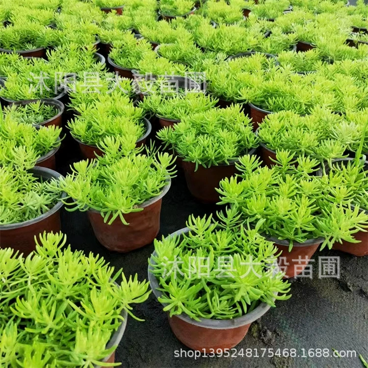 Озеленение крыши Ferguson стена многолетний газон контейнер Ferguson Горшечное почвопокровное растение