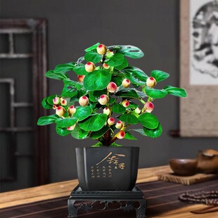 С������������Ϙ������k��������U��GֲС�辰�ļ��^���~ֲ��