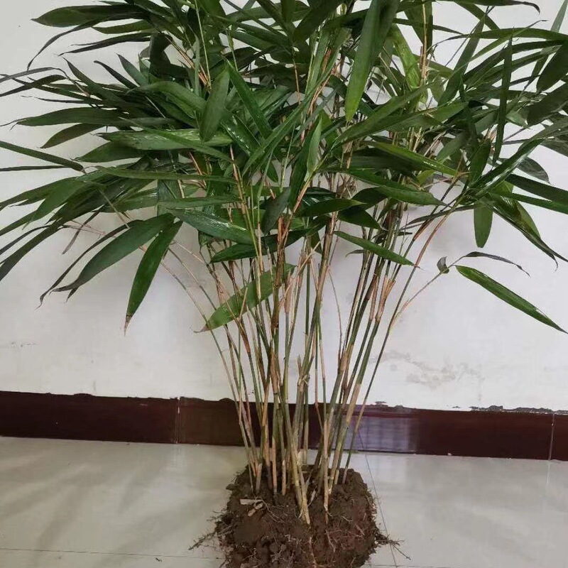 Broad-Leaf Wild Fresh Rice Dumpling Leaf Seedlings Bamboo Rice Dumpling Leaf Root Green Plant Potted Courtyard Purification All Year Round Green Winter Leaf Saplings Broad-Leaf Wild Fresh Rice Dumpling Leaf Seedlings Bamboo Rice Dumpling Leaf Root Green Plant Potted Courtyard Purification All Year Round Green Winter Leaf Saplings