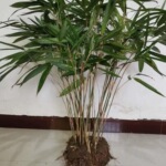 阔叶野生新鲜粽叶苗箬竹粽子叶根绿植盆栽庭院净化四季青冬叶树苗