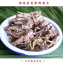 新鲜蚂蚱去翅纯母蝗虫带满籽东亚飞蝗冷冻蚱蜢昆虫母蚂蚱500g包装