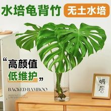 大型开背老桩龟背竹土水培盆栽北欧风大叶除甲醛办公客厅室内绿植