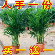 网红散尾葵客厅大型绿植散尾葵室内盆栽植物袖珍椰子绿植四季常青
