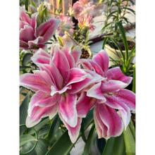 �M����ˮ�ٺϷN���ļ��Gֲ���Ի��ܷN���҃����̨�����N���ͺ�