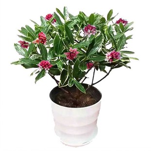 һ�����l��߅���������ͺ��辰 3��5���綬���_�������՚���]��