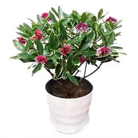 一件代发金边瑞香盆栽耐寒盆景 3至5年苗冬季开花净化空气包邮带