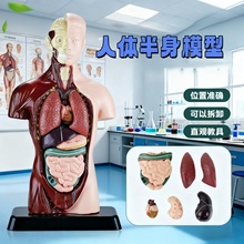 跨境玩具早教人体器官骨骼模型套装科教中小学生DIY组装儿童益智