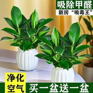 ������ԾG�}�j�҃�ֲ�ﻨ��ˮ��Gֲ���B�͏d�����·�����ȥ��ȩ