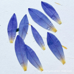 Water Lily Petal Dried Flower Embossed Natural Plant Specimen Gel Drops Handmade diy Makeup Nail Material Embossed Painting