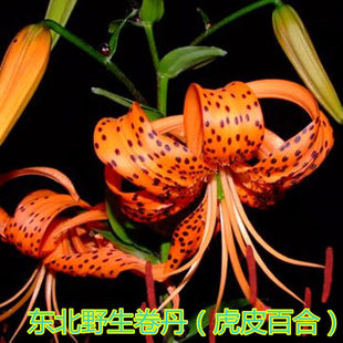 �󻨾����ٺ��ͺ��͟���ٺ�ʳ��ɽ�����ٺϷN�����Ե����^�p���