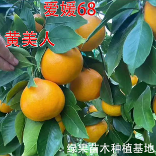 ����68�S���˸����� ��ɽ�t���ː���38���Ә��������