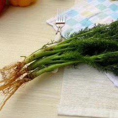 Fresh Fennel Leaves 500g Fennel Fresh Fennel Seedlings (Shipped with Roots)