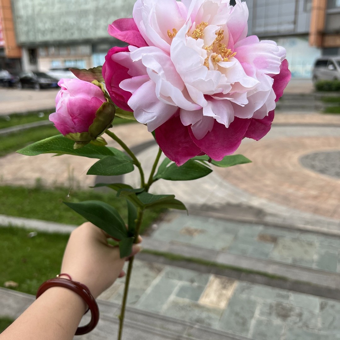 2 Phoenix peonía rosa roja