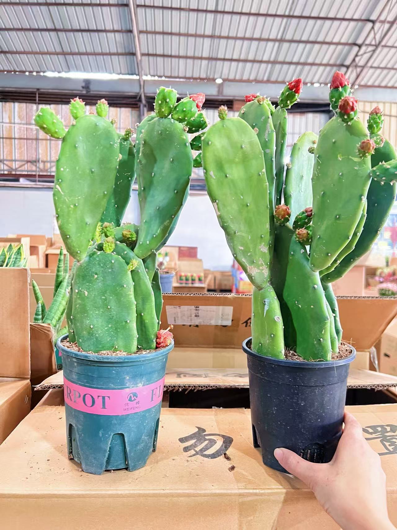 Cactus combinación de vidrio cerámico base de guangzhou venta directa factura boleto especial soporte de cotización de tres partes fábrica directa