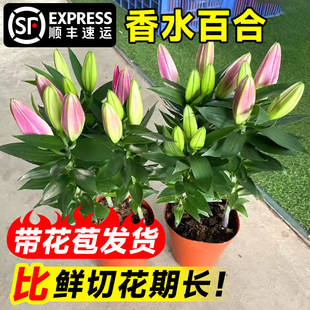 ��ˮ�ٺϻ����Ԏ��������㻨���L�ļ�ˮ����B�׻��҃Ȼ��ܾGֲ��