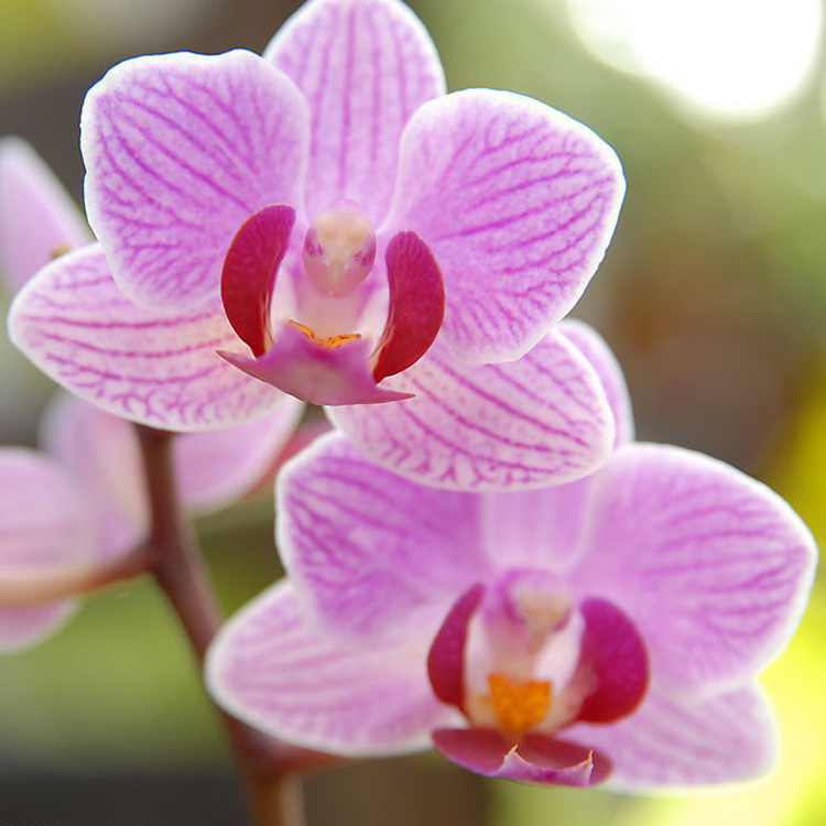 兰花香精，牡丹花香精，橙花香精，夜来香香精，美容品香精