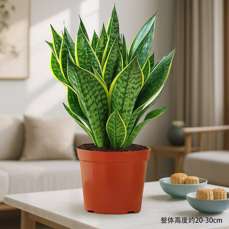 Select a+ grade phnom penh tiger orchid + original pot + fertilizer