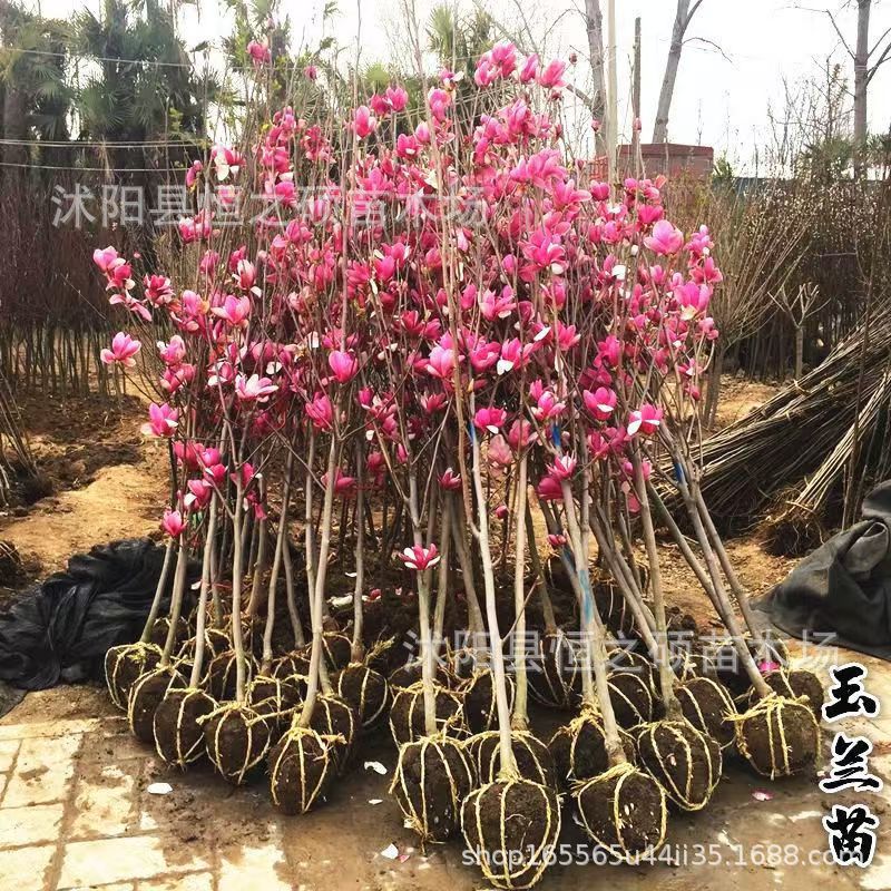 批发玉兰苗庭院观赏花卉紫玉兰黄玉兰等当年开花规格齐全量大优惠