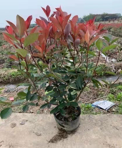 Photinia fraseri Саженцы Big Cup обеспечивают озеленение инженерных саженцев оптовой базы прямых поставок
