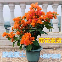 三角梅带花发货四季开花爬藤三角梅盆栽好养植物阳台花卉绿植植物