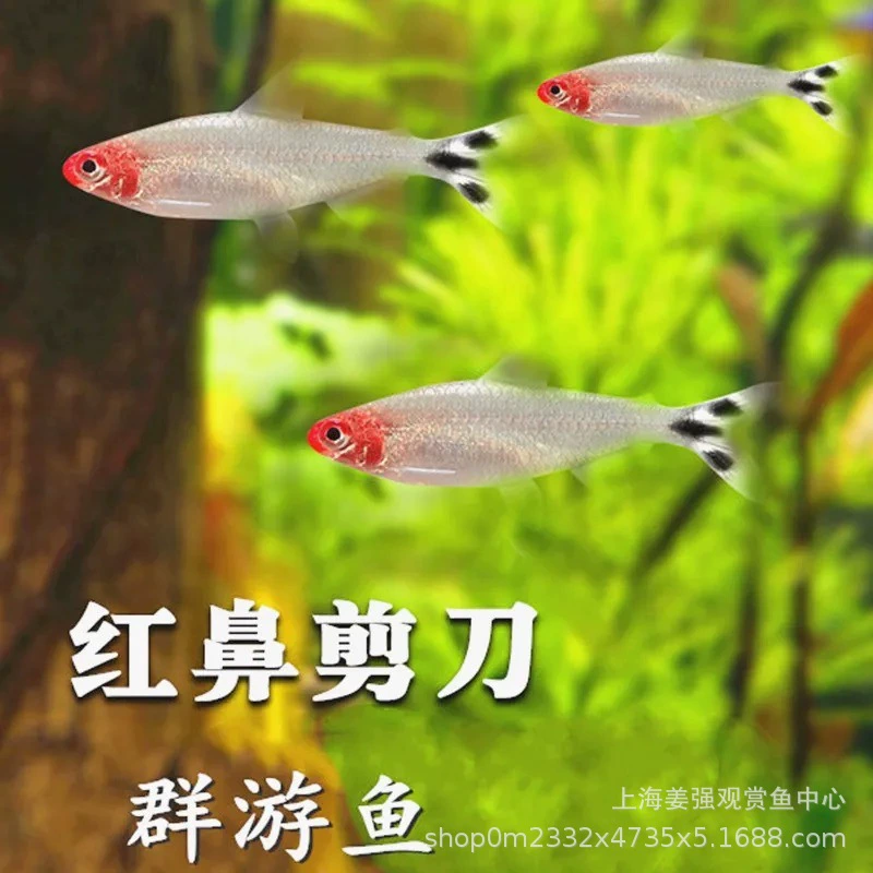 Ножницы с красным носом Рыба Живая рыба Тропическая рыба Рыба с красным носом Трава Группа Рыба Маленькая Рыба для домашних животных Пресноводная рыба Lampfish