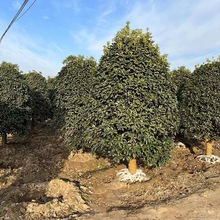 Թ𻨘ԭ½𵤹ԄeͥԺGľļ