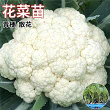 ������׻��������ײ����m�����{���������߲��ﶬ�ͺ��߲�����