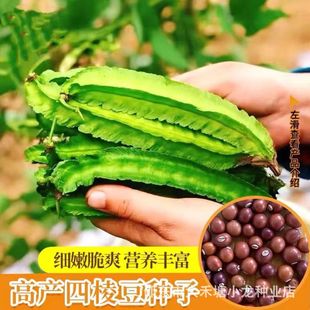 ���ⶹ�N���������Ľǻʵ۶��N���ļ��߲˲������������ⶹ�N��