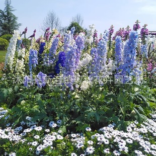 Perennial Large-Flowered Delphinium Potted Flower Seeds Are Easy to Live and Bloom in All Seasons. Outdoor Flower Seeds and Garden Flower Seeds