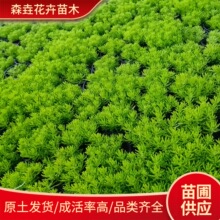 金叶佛甲草盆栽 地被草皮佛甲苗批发 公园草坪绿化佛甲草工程苗