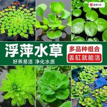 �~�׸�Ƽˮ�ݸ��ԃ���ˮ�|΢���^ˮ��������쾰�������wˮ��ֲ��