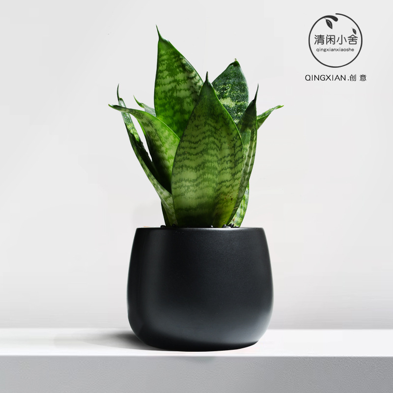 planta verde de orquídea de tigre, planta de aire purificado interior, orquídea de tigre, resistencia a la sombra, buena conservación de orquídea holandesa, planta de mesa en maceta