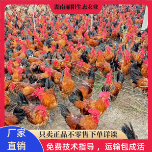 ���l���������u�të���u������w�r����B�ߵ��u֧�������Bֳָ��