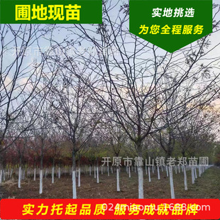 ���ǘ�|��ɽ���v���������ѾG���е��佛��ǰ�������ǲ��NС����