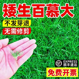 种子;草种子;盆栽