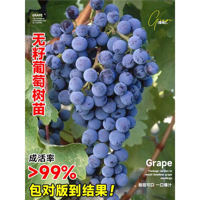 夏黑无籽葡萄树阳光玫瑰葡萄果树果苗巨峰盆栽南方四季庭院品种