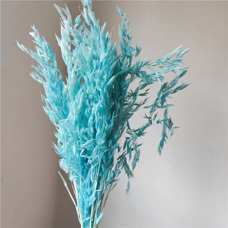 하늘색 귀리 30개