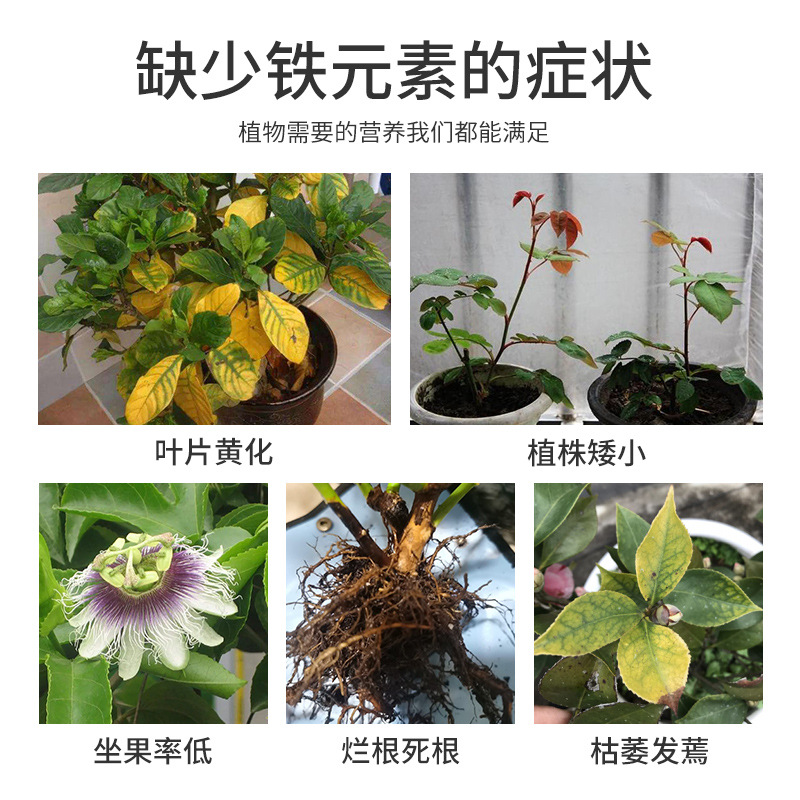 德沃多 硫酸亞鐵葉面肥調節土壤酸鹼度喜酸花卉適用有機肥小包裝