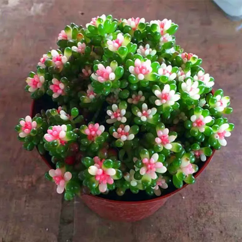 Красочный дракон с жемчужными парчовыми группами с длинными суккулентными ягодами