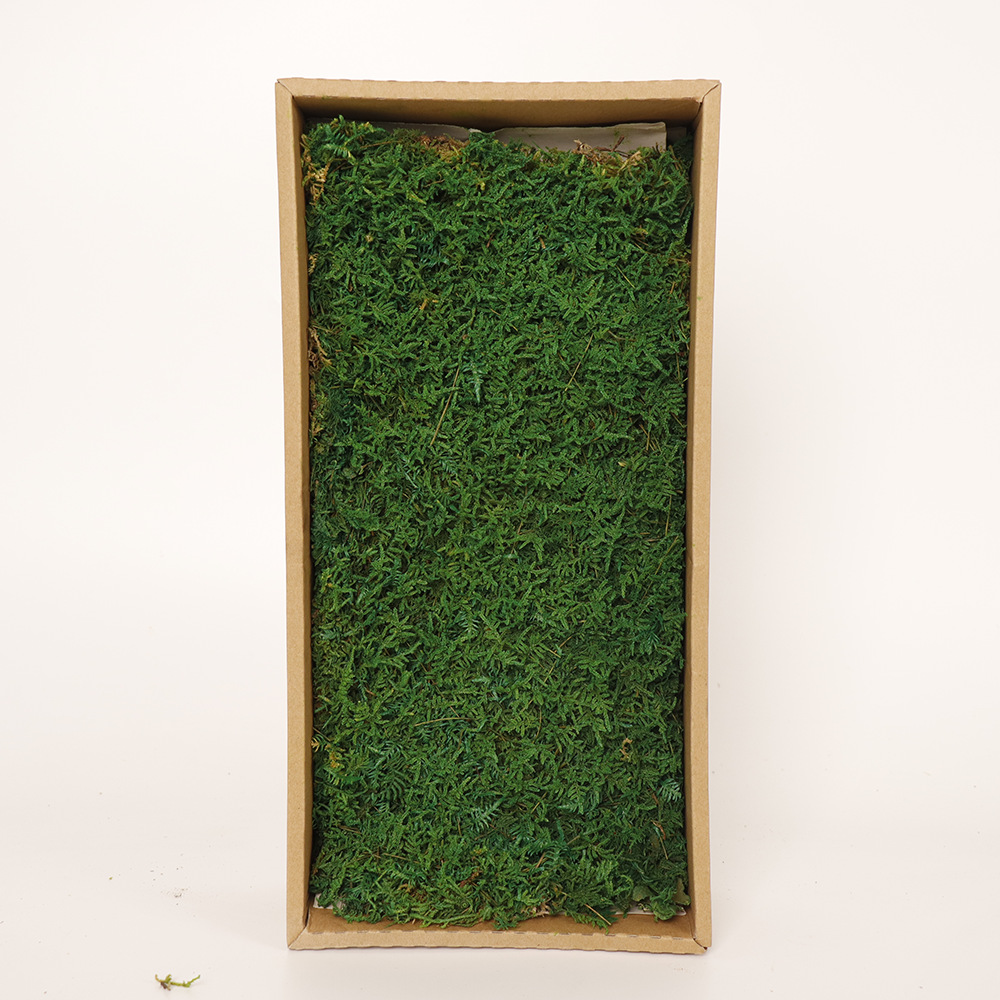 Inmortal musgo gris grande vegetación musgo seco paisaje decoración musgo césped verde planta pared de fondo de flor seca