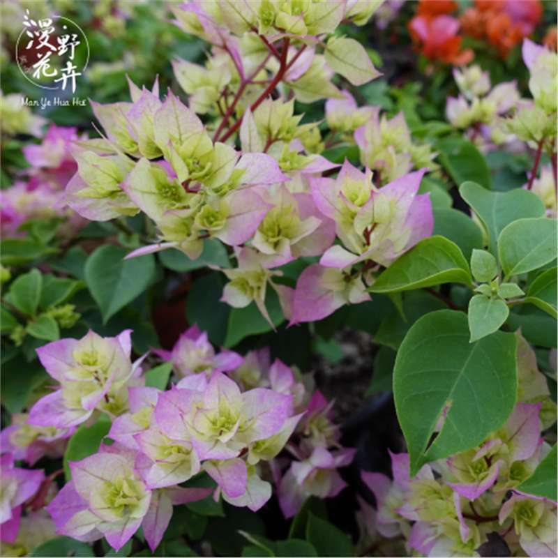 9.9 Flores frecuentes variedades de ciruela triangular en maceta jardín de plántulas es bueno para alimentar las plantas de vid de flores image 40