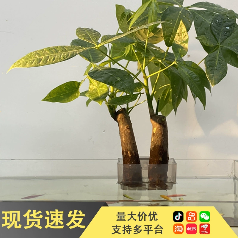 В наличии оптом чашки для посадки водных растений, чашки для водных растений, гидропонные корзины, корзины для посадки, аксессуары для ландшафтного дизайна и декора аквариумов B.