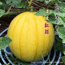 星光黄蜜礼品型西瓜种子黄皮红肉迷你甜西瓜种籽早熟四季播种孑