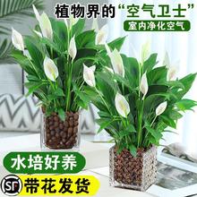 白掌一帆风顺盆栽吸水培植物绿萝绿植红掌发财树室内鲜花桌面好养