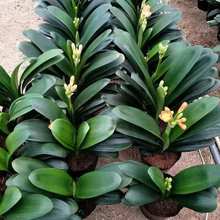 【精品推荐】君子兰花君子兰盆栽君子兰苗四季常青植物蝴蝶兰批发