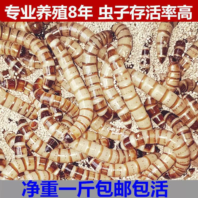 Ячменный червь живой червь хлебный червь большой желтого червя золотая черепаха корм для скворца