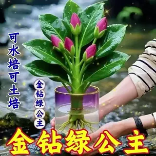 金钻绿公主盆栽植物办公室四季常青养活甲醛花卉绿植室内净化空气